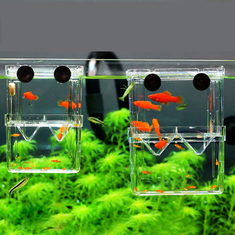 Peacock Fish Breeding Isolatio - Betta Fish Tank recension och pris